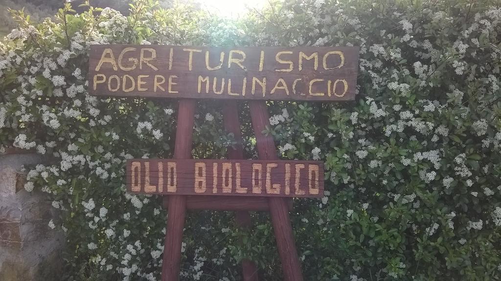 Agriturismo Podere Mulinaccio Ribolla Екстер'єр фото